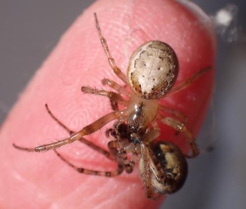 Zygiella x-notata